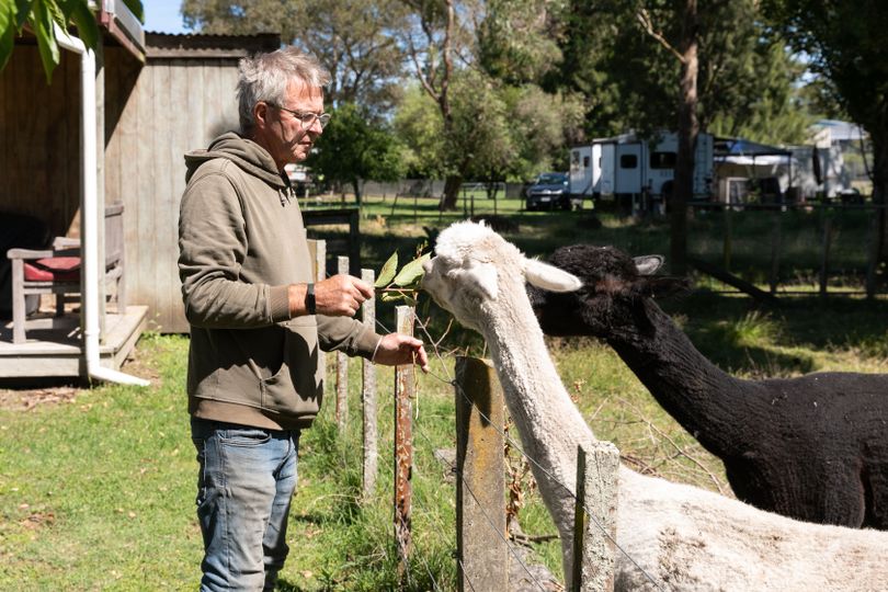 Alpacas3